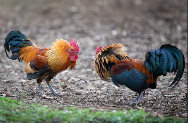 Ask about Roosters: How to Deal with Aggression, Explained.
