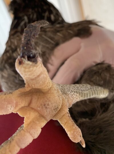IMG_4479.jpeg