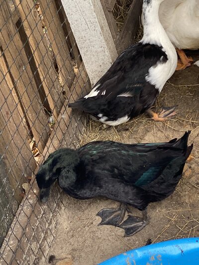 IMG_6208.jpeg