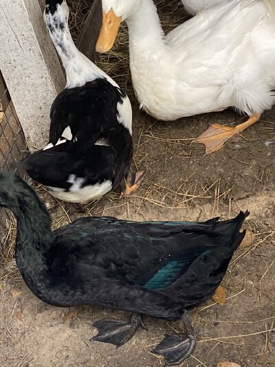 IMG_6207.jpeg