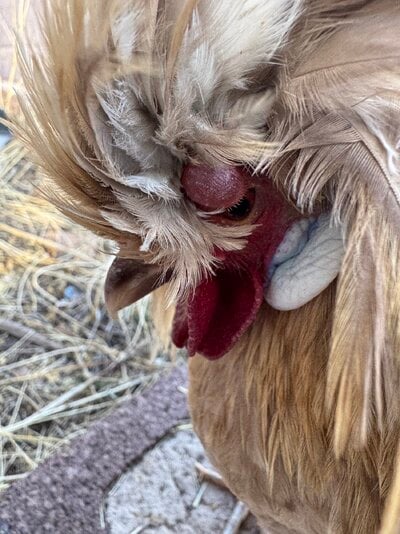 IMG_8780.jpeg