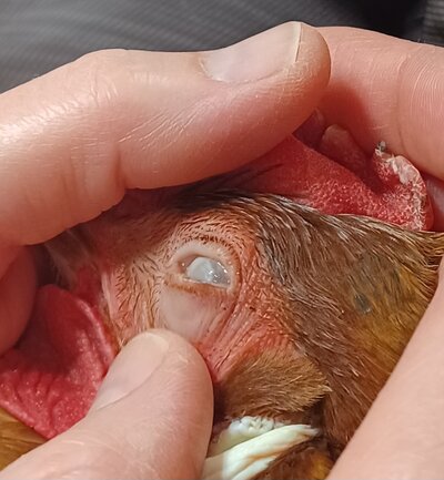 Eye 1st angle.jpg