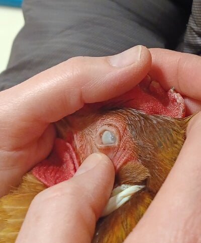 Eye 2nd angle.jpg