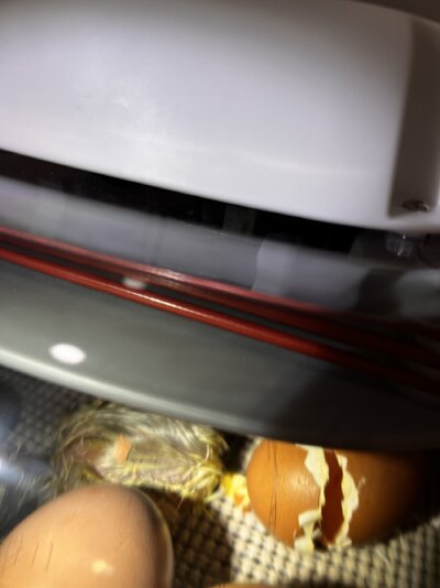 IMG_6729.jpeg