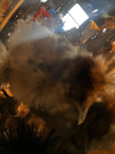 IMG_4198.jpeg