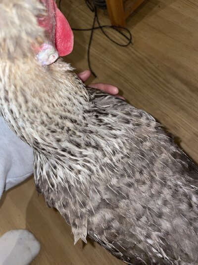 IMG_7138.jpeg