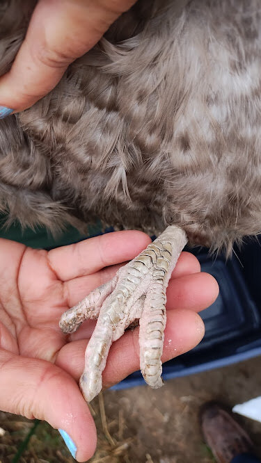 nail5.jpg