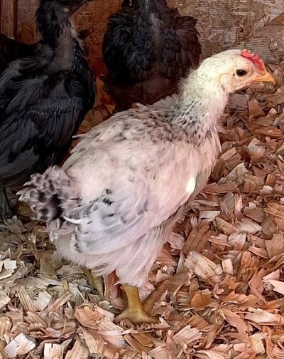 chick 2.jpg