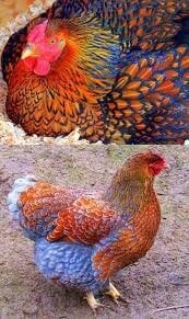 Brand New CHICKEN BREED