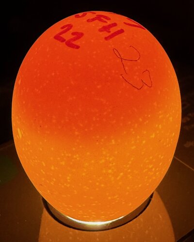 Egg 23 - D2.jpeg