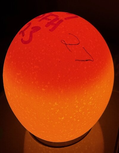 Egg 27 - D2.jpeg