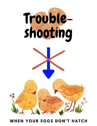 Trouble-shooting when your eggs don't hatch.