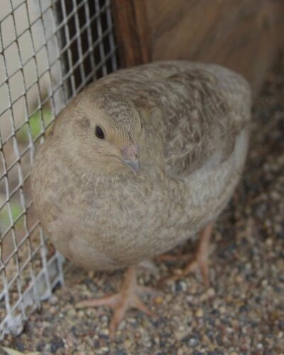 What color is my quail?  A brief intro to common colors in Coturnix Quail.