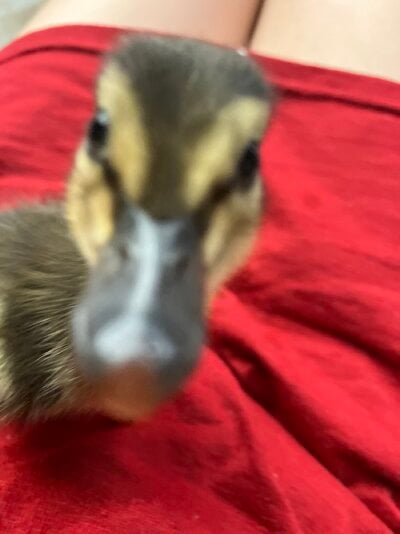 What it’s like to raise/house mallards