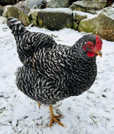 How to start a layer/dual purpose flock with adult hens (Basics only)  (From personal experience.)