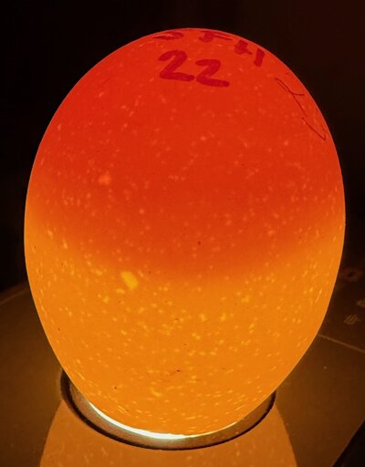 Egg 23 - D3.jpeg