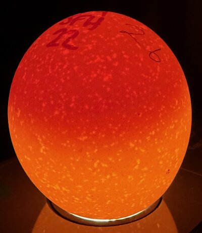 Egg 26 - D3.jpeg