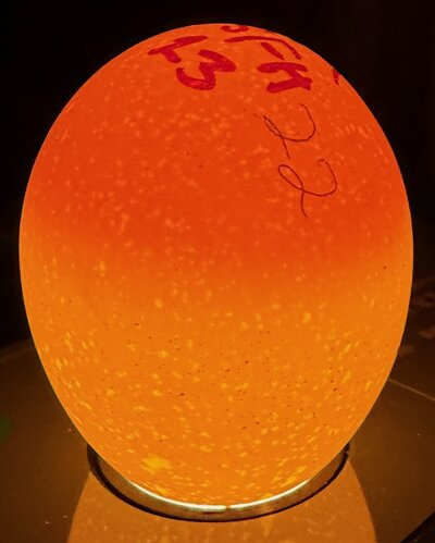 Egg 22 - D4.jpeg