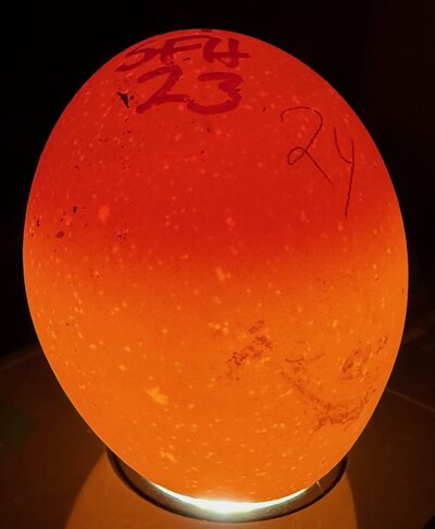 Egg 24 - D4.jpeg