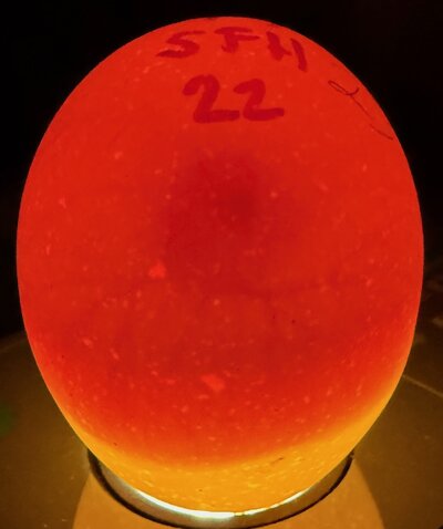 Egg 23 - D5.jpeg