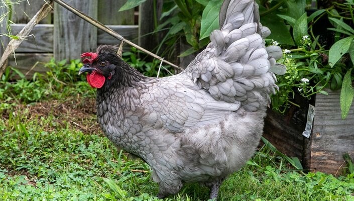 Easter Egger