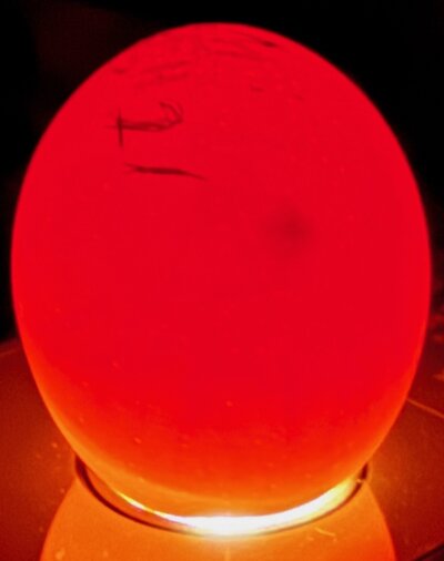 Egg 21 - D6.jpeg