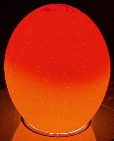 Egg 24 - D6.jpeg
