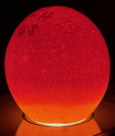 Egg 25 - D6.jpeg