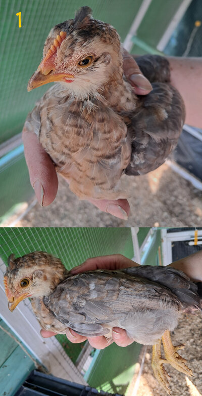 Chick 1.jpg