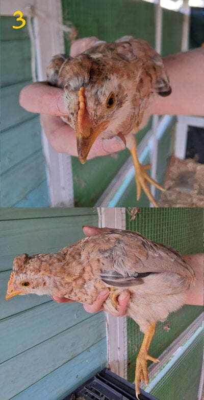 Chick 3.jpg