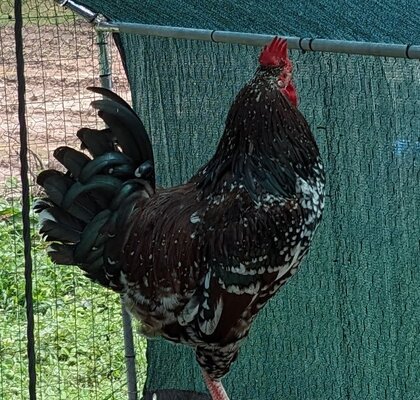 hens.jpg