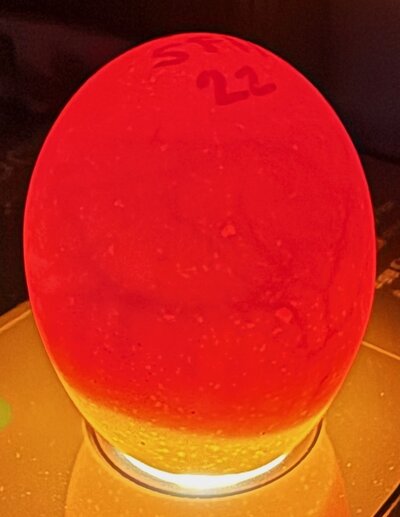 Egg 23 - D8.jpeg