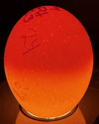 Egg 24 - D8.jpeg