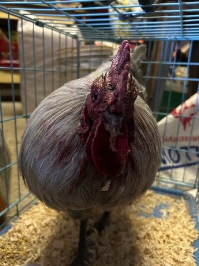 rooster4.jpeg