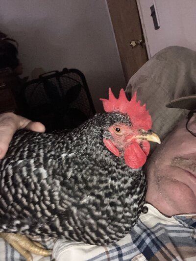 image.jpg