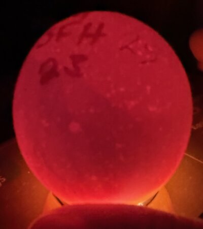 Egg 25 - D10.jpeg
