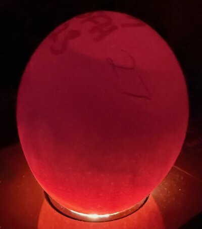 Egg 27 - D10.jpeg