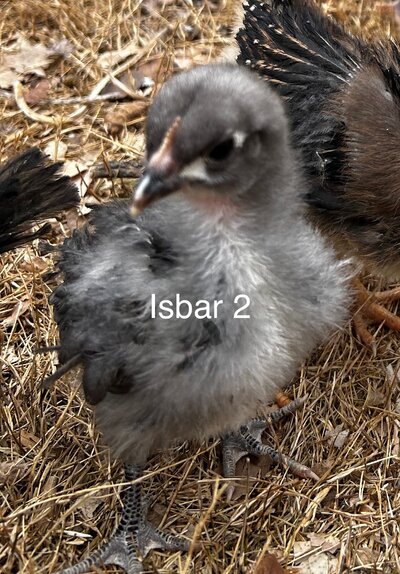 IMG_1502.jpeg