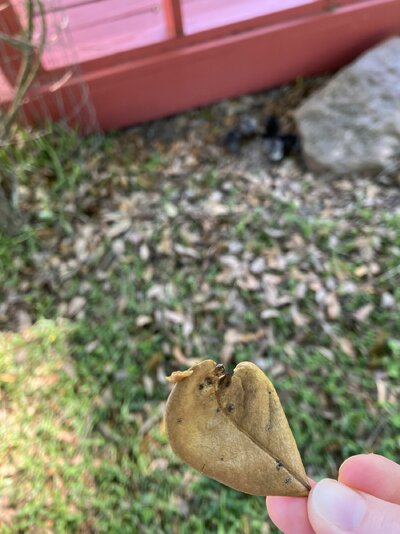IMG_6981.jpeg