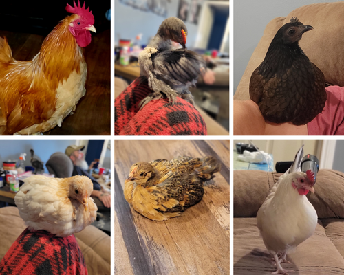 chickens.png