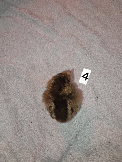 20250412_121448.jpg