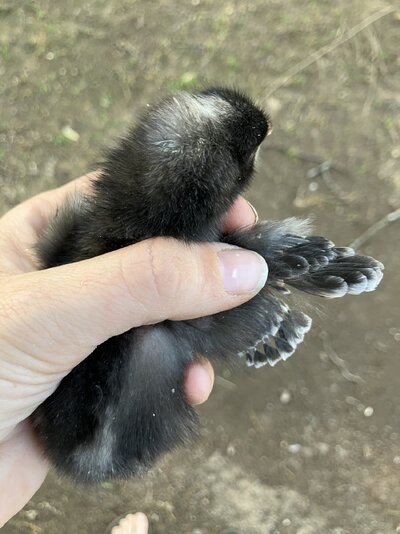 IMG_2367.jpeg