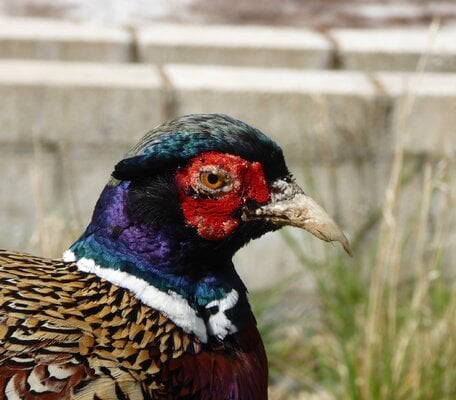 sick pheasant head.JPG
