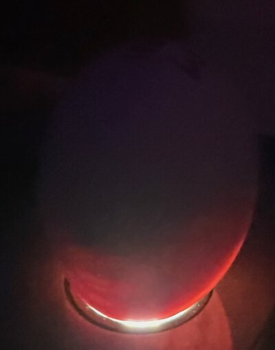 Egg 23 - D15.jpeg