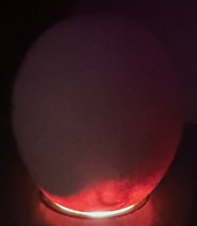 Egg 26 - D15.jpeg