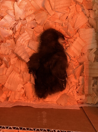 chick.jpg