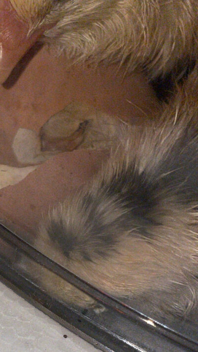 IMG_2278.jpeg