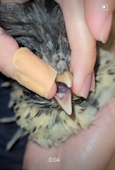 Screenshot_20250415_235450_Video Player.jpg