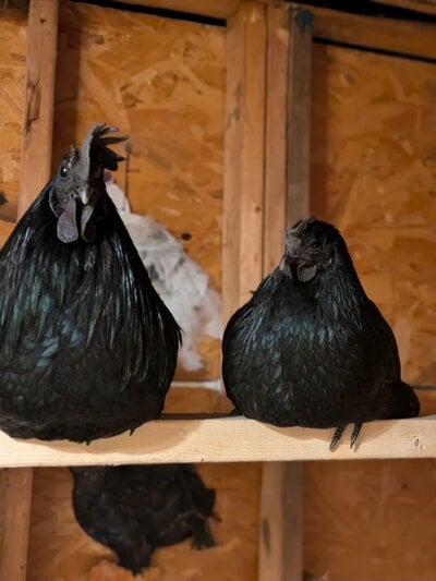 The Allure of Ayam Cemani: The Mysterious Black Chicken That’s Taking the Poultry World by Storm