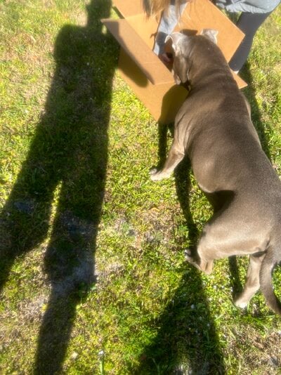 Rowdy looking at new RIB.jpg